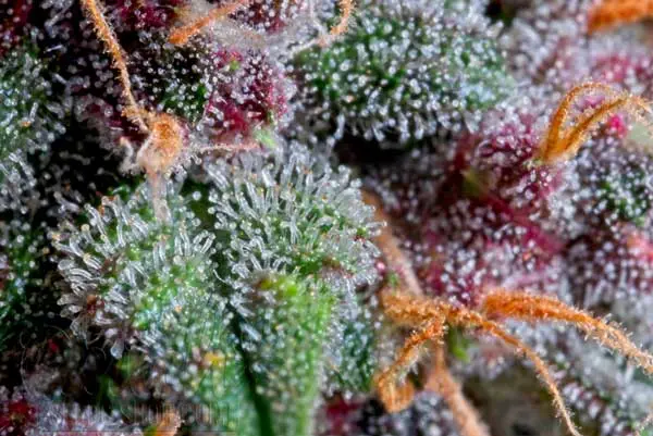 Maximizing Cannabinoid Potency Without Amber Trichomes