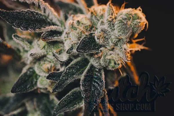 Maximizing Terpene Development