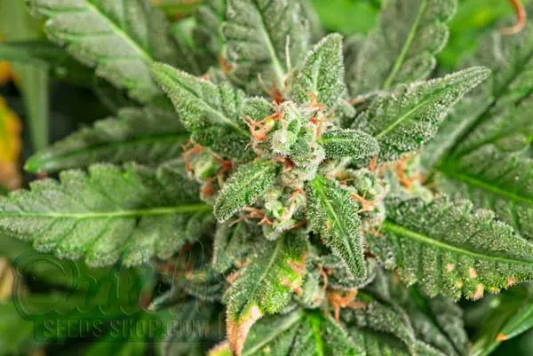 Maximizing Yield and Potency