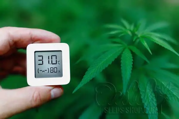 Maximizing Yield and Quality through Humidity Management