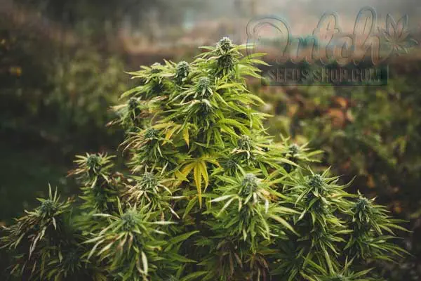 Maximizing Yield and Quality