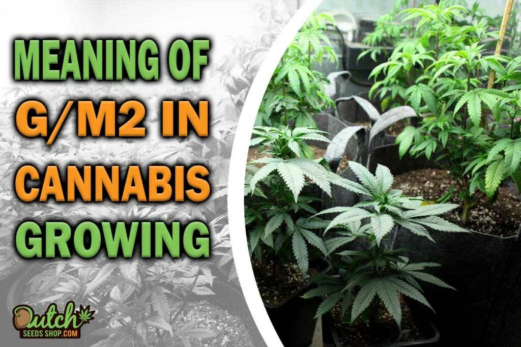 Meaning Of gm2 In Cannabis Growing