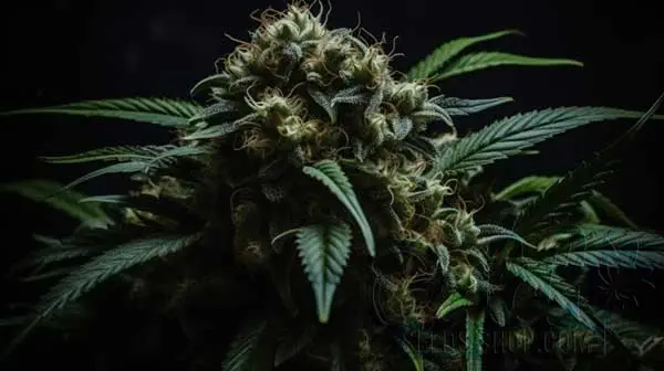 Medusa Seeds
