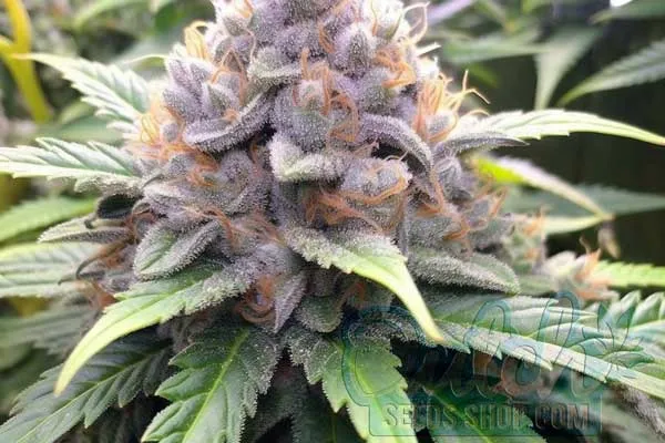 Mimosa Strain Origin