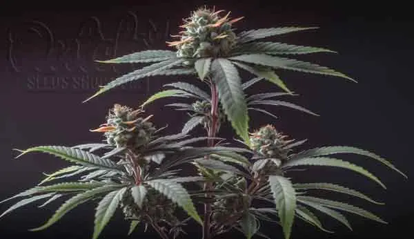 Mimosa cake autoflower