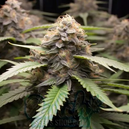 Miracle Alien Cookies Feminized Seeds