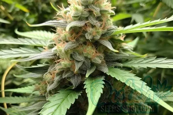 Moby Dick Strain Origin