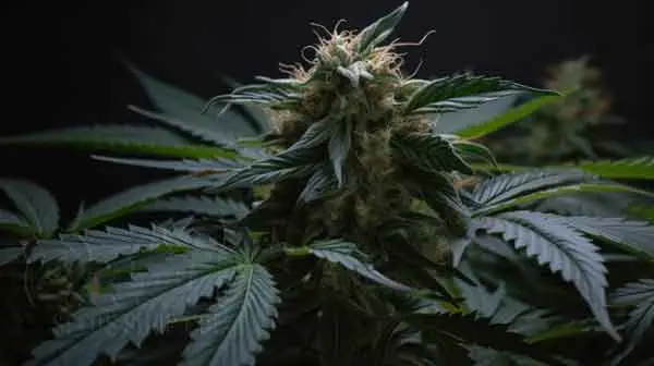 Moby Dick XXL