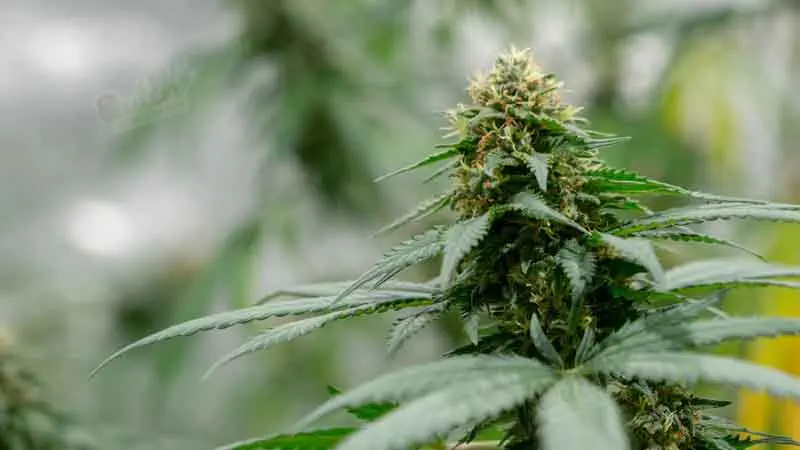Most Potent Auto Cannabis Seeds White Widow