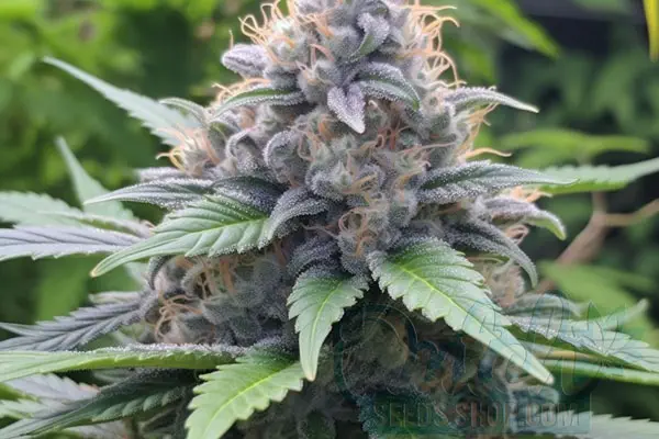Mother Of All Buds Strain Origin