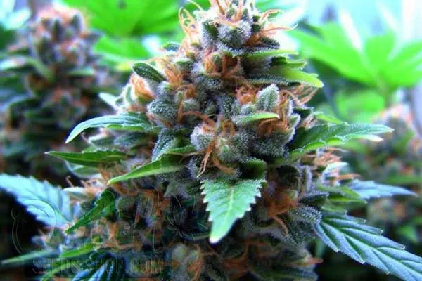 NYC Diesel Strain Origin