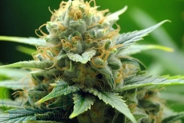 New York Power Diesel Strain Origin