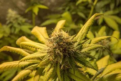 Northern Lights Auto