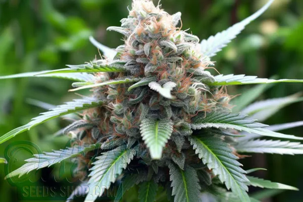 Northern Lights XTRM Strain Origin