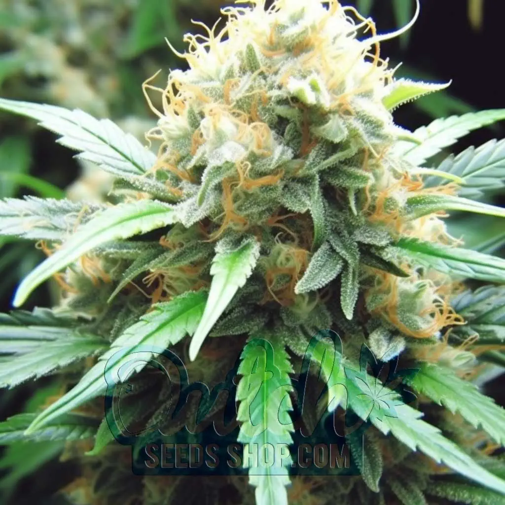 Buy Northern Lights x Amnesia Haze Feminized Seeds - DSS