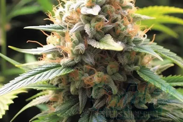 Northern Lights x Big Bud Strain Origin
