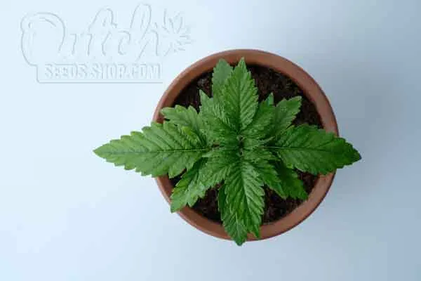 Nutrients Requirements of Cannabis Plants in Vegetative State