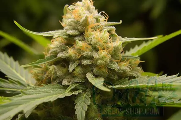 OG Kush Strain Origin