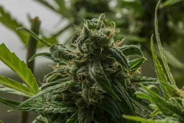 OG Kush at Dutch Seeds Shop