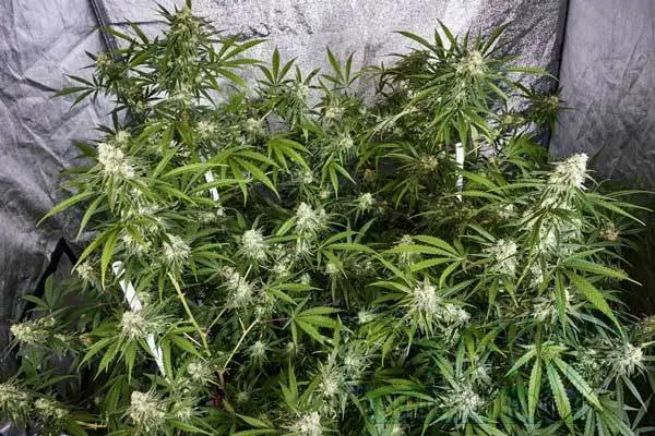 Optimizing gm2 Yield