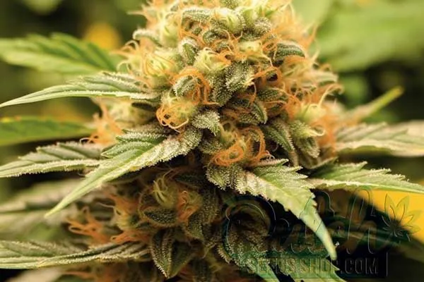 Orange Bud Strain Origin