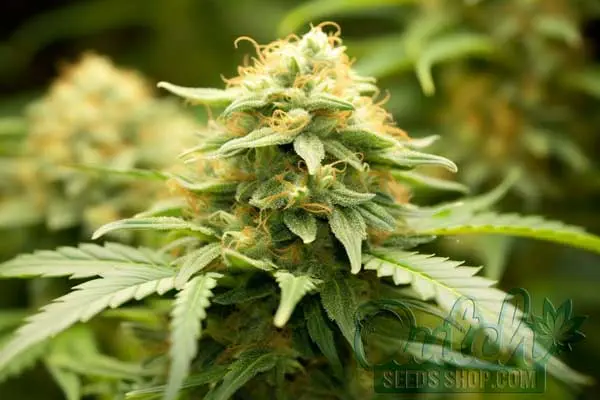 Orange Cookies Strain Origin