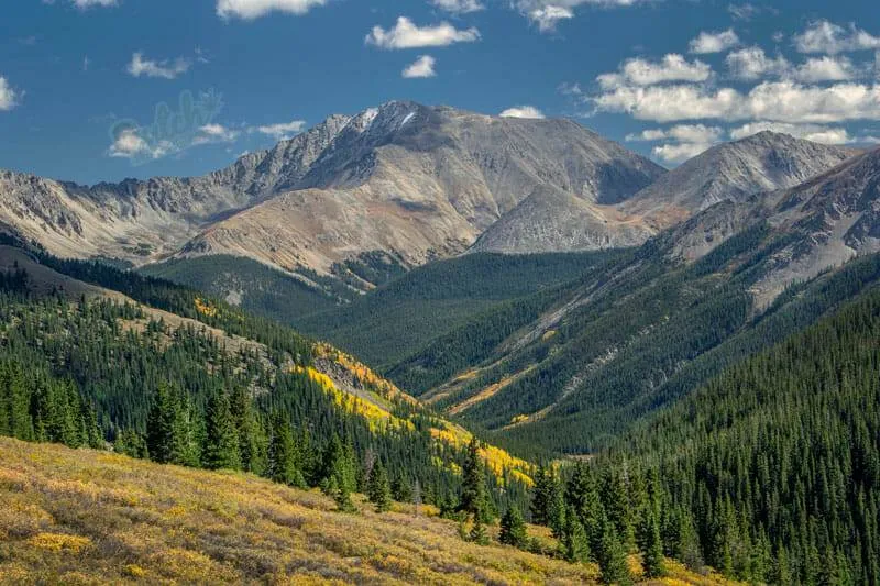 Origin of Afghan Autoflower