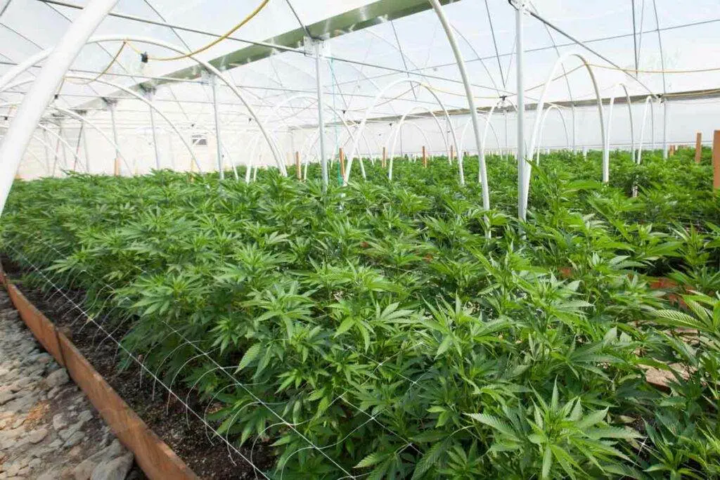 Outdoor Greenhouse