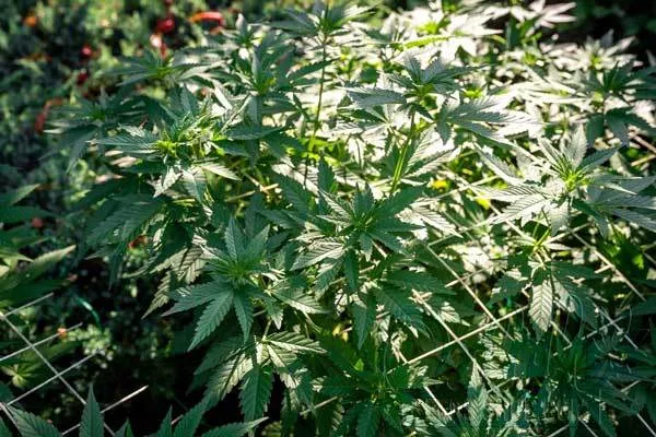 Outdoor Scrog Maintenance and Care