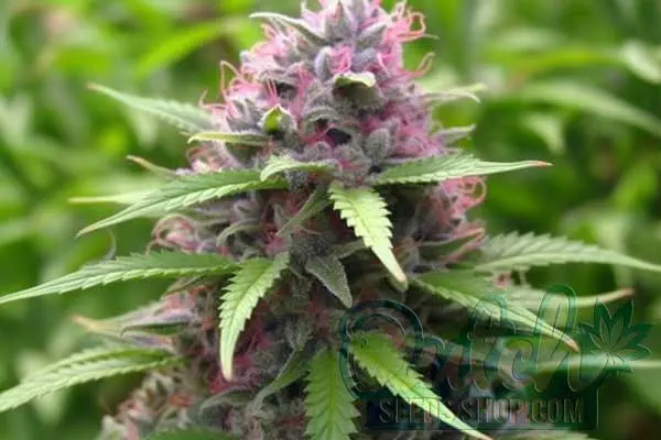 Panama Red Strain Origin