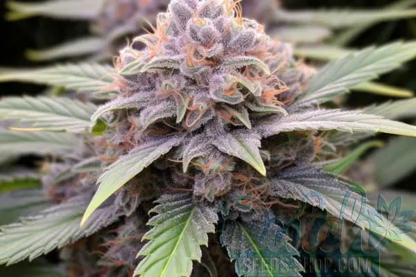 Peanut Butter Breath Strain Origin