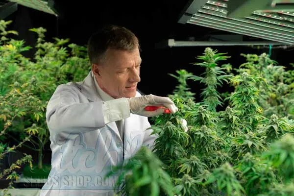 Personal Preferences and Experimentation