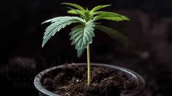 Pest And Disease Control