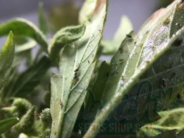 Pests and Diseases