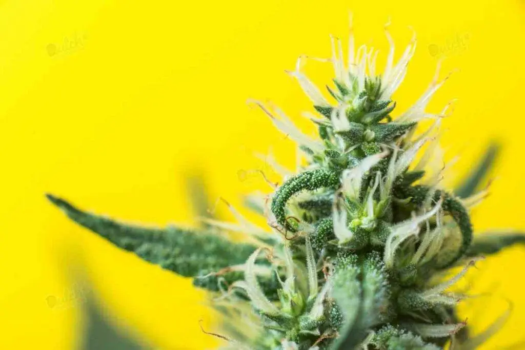 Picture of female cannabis