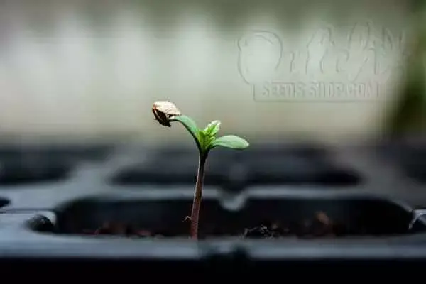 Pictures Of 1 Week Old