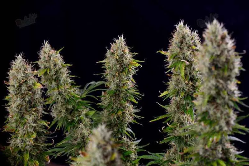 Pictures of 10 Pound Plant