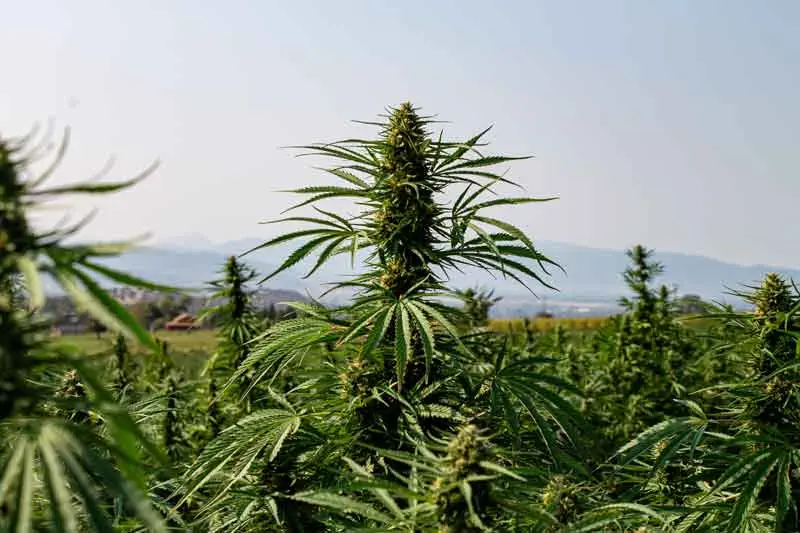 Pictures of Bud Growth