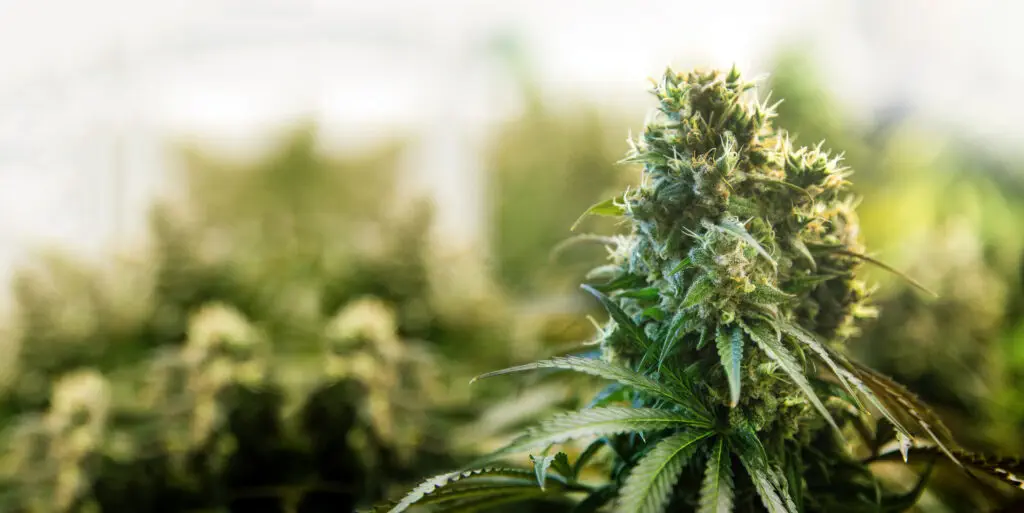 Pictures of Bud Growth