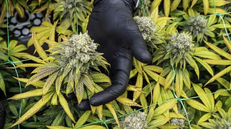Pictures of Bud Growth