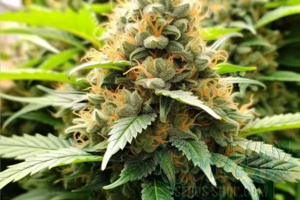 Pineapple Chunk Strain Origin