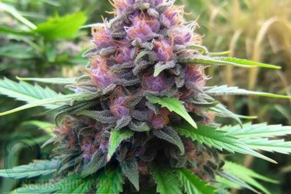 Pink Panther Strain Origin