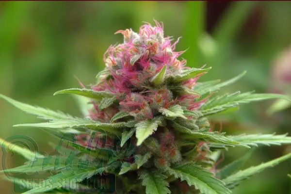 Pink Plant Strain Origin