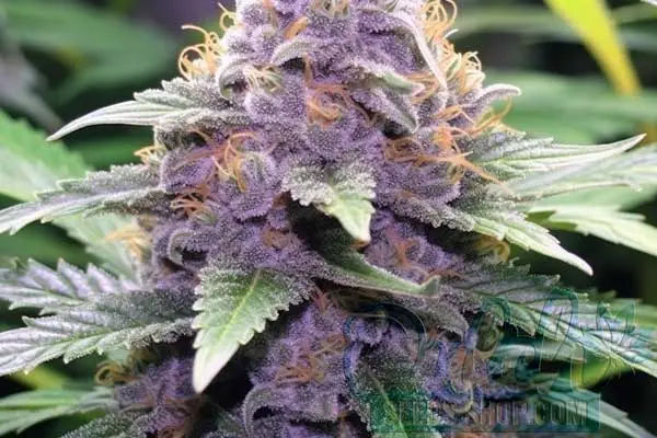 Pink Runtz Strain Origin