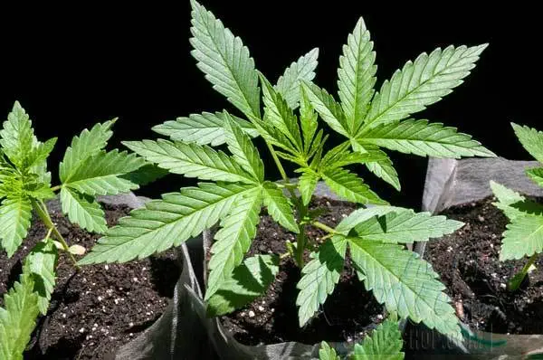 Plant Size and Growth Potential