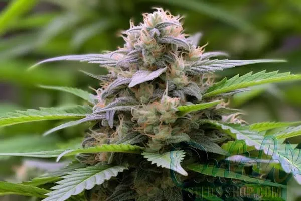 Platinum Bubba Kush Strain Origin