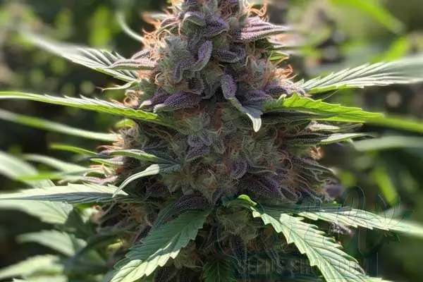 Plushberry Auto Strain Origin