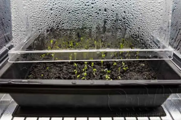 Potential Problems with Overusing Humidity Domes