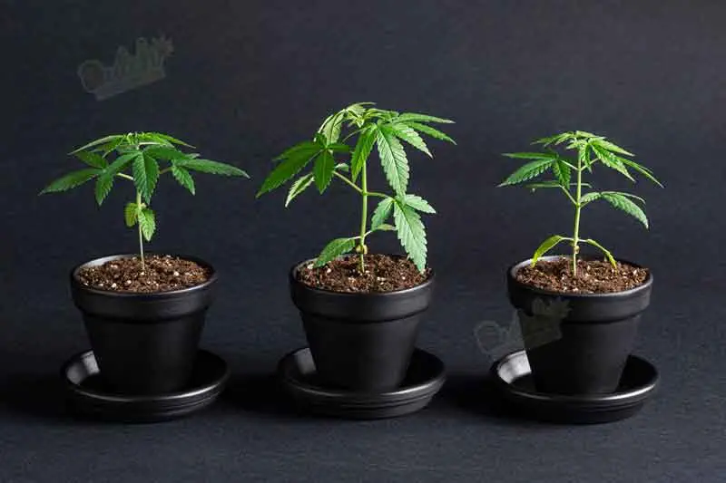 Pots or Containers