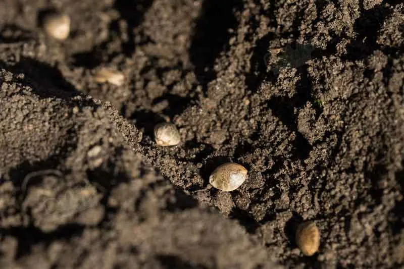 Preparing The Soil For Germination